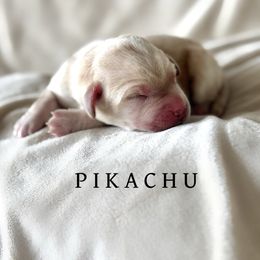 Pikachu - Yellow male Dilute Retriever puppy in Susanville, California from Bitterbrush Farm & Apiary