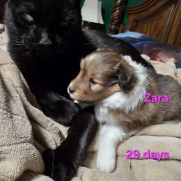 Zara - Special Holiday Price Through Nov 30 - Sable & white female Toy Shetland Sheepdog puppy in Houston, Texas from LaLa's Lilliputian Lassies