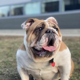 Bulldogs and French Bulldogs from Shameless Bulldogs LLC