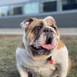 Bulldogs and French Bulldogs from Shameless Bulldogs LLC