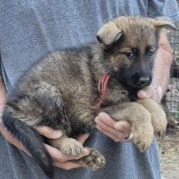 Girl 1 Red - Sable female German Shepherd puppy in Lake George, Colorado from High Country German Shepherds
