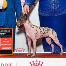Barbie - American Hairless Terrier