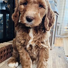 Goldendoodles and Poodles from Circle T Ranch Doodles