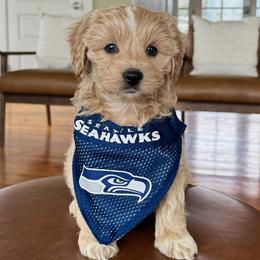 Walker - Cream male Australian Labradoodle puppy in Ferndale, Washington from Annie's Doodles