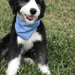 Bernedoodle and Sheepadoodle All Grown Up from Luv My Doodle