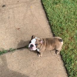 English Bulldog Puppies from Brady’s Bulldogs