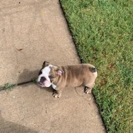 English Bulldog Puppies from Brady’s Bulldogs