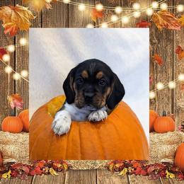 Beagle Puppies from Jennifer Knapp's Beagles