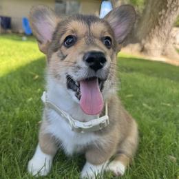 Rowan - Sable male Pembroke Welsh Corgi puppy in Elberta, Utah from 3F Farms- Pembroke Welsh Corgis and Irish Wolfhounds