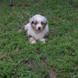 BMF2 - Blue merle female Australian Shepherd puppy in De Leon, Texas from Oceanwood