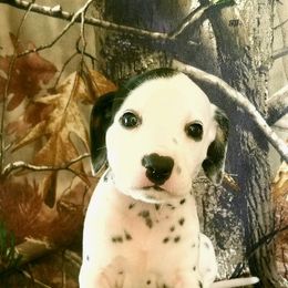 Dalmatian Puppies from Cookie & Cream Dalmatians