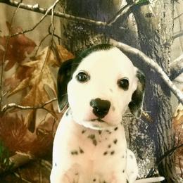 Dalmatian Puppies from Cookie & Cream Dalmatians