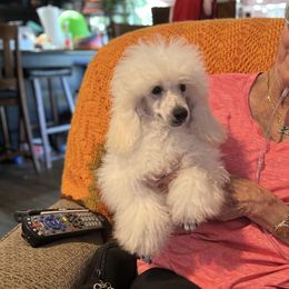 Poodles from Donna's Pups