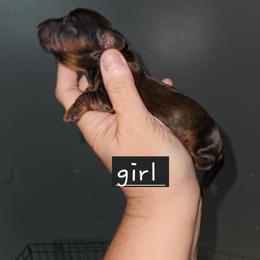 G4 - Wild boar female Dachshund puppy in Lansing, Michigan from Black Thunder 517 Dachshunds and frenchies