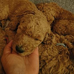 Boy 3 - male Goldendoodle puppy in Knoxville, Tennessee from Kokoh Doodles