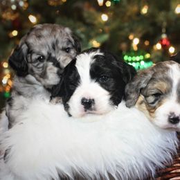 Goldendoodle and Aussiedoodle Puppies from Sister Doodles