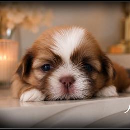Fig - Red male Shih Tzu puppy in Warren, Michigan from Danielle's Yorkie Babies