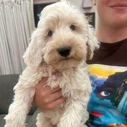 Solo - Parti male Goldendoodle puppy in Mountain Home, Idaho from MightyDoods