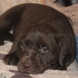 Nevada California Polly - Chocolate female Labrador Retriever puppy in Spring Creek, Nevada from Badland Kennel