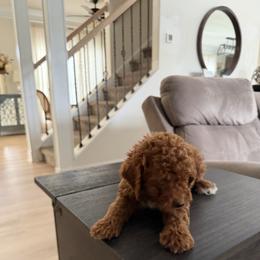 Tucker - Red  male Goldendoodle puppy in Mint Hill, North Carolina from DoodleForever