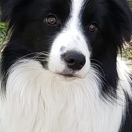 Border Collies from Geiss' Border Collies