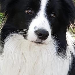 Border Collies from Geiss' Border Collies