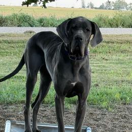 Mia - Great Dane