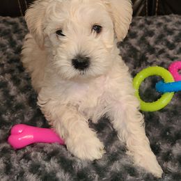 Miniature Schnauzer Puppies from Kristy's French Bulldogs & Mini Schnauzers