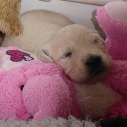 Golden Retriever Puppies from Barafields Golden Retrievers