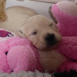 Golden Retriever Puppies from Barafields Golden Retrievers