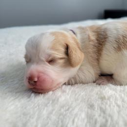 Christa - Apricot female Assorted Doodle Crosses puppy in Blackfoot, Idaho from Lucky Pup Meadows