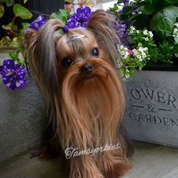 Yorkshire Terriers from Tamsyorkies