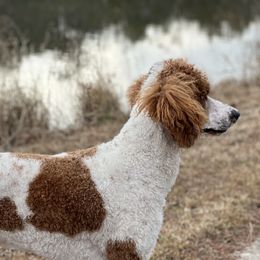 Bernie - Poodle