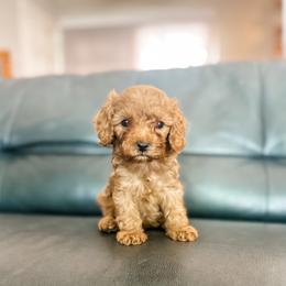 Reef - Red male Cavapoo puppy in Saint George, Utah from Fitzdoodles