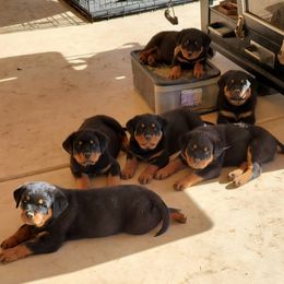 Rottweiler Puppies from Gottlïchen Rottweilers