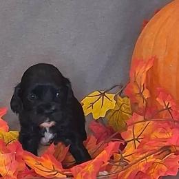Julia - Black female Cocker Spaniel puppy in Crossville, Tennessee from Timber Sunrise Cockers