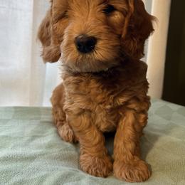 Ralphie - Apricot male Goldendoodle puppy in Goshen, Ohio from Land of Goshen Doodles