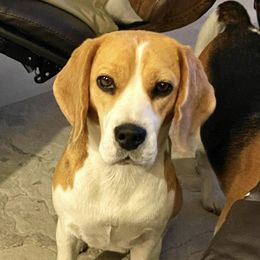 Poppe’ - Beagle