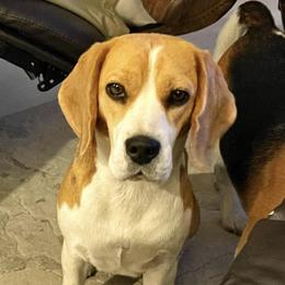 Poppe’ - Beagle