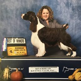 Storm - English Springer Spaniel
