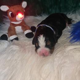 Blue boy - Tri-color male Bernese Mountain Dog puppy in Lecanto, Florida from DBDR Berners and Saints