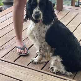 Maddie may - English Springer Spaniel