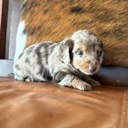 Millie - Dapple female Dachshund puppy in Hawley, Texas from Foxy’s Dachshunds & Toy Aussies