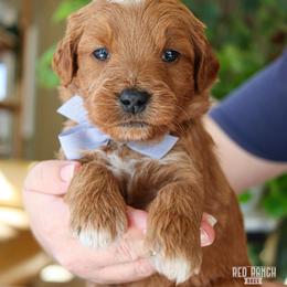 Chevy - Red  male Goldendoodle puppy in Salado, Texas from Red Ranch Dogs