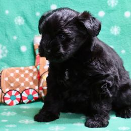 Blossom - Black female Miniature Schnauzer puppy in Darden, Tennessee from WFF Aussies & Miniature Schnauzers