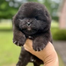 Pomeranian Puppies from Lacey Lawrence