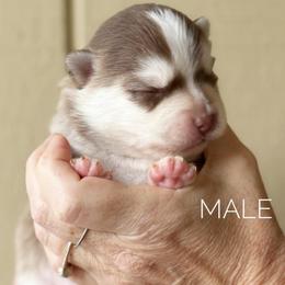 Boy 1 - Chocolate male Pomsky puppy in Grass Valley, California from Karalot Pomskies