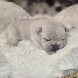 Hank - White male French Bulldog puppy in Waitts Lake, Washington from Best Friend standard Frenchies