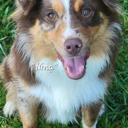 Nina - Miniature Australian Shepherd