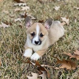 Cooper - Sable male Pembroke Welsh Corgi puppy in Morton, Mississippi from Southern Magnolia Corgis